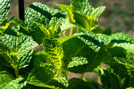 Bright green like leaves with copy spaceの写真素材