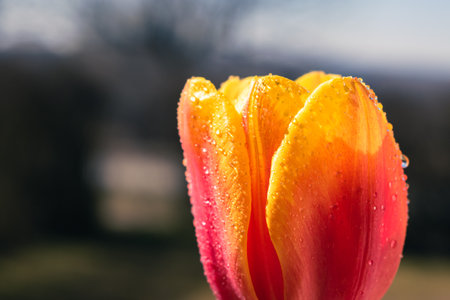 Blooming tulip after rain background with copy spaceの写真素材
