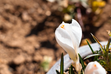 White spring crocus flowers blooming in early springの写真素材