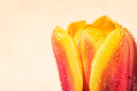 Blooming tulip after rain background with copy spaceの写真素材