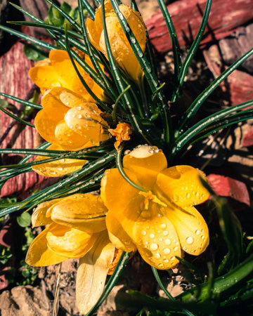Bunch of yellow crocus flowers with rain drops, spring background with copy spaceの写真素材