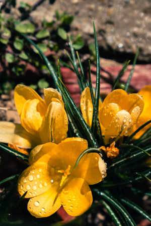 Bunch of yellow crocus flowers with rain drops, spring background with copy spaceの写真素材