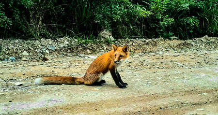 Red fox (Vulpes vulpes) sitting on the roadの写真素材