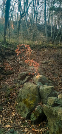 Autumn forest with trees and rocks in the fog. Beautiful backgroundの写真素材