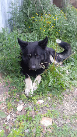 Black dog lying on the grass in the yard. The concept of protecting animals.の写真素材