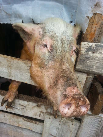 A pig in a pigsty on a farm in the village.の写真素材