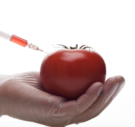 Genetic experiment with tomatoの写真素材