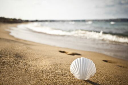 A white shell on the beach water frontの写真素材