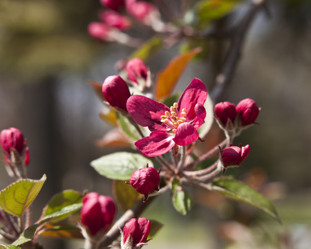 Spring background with beautiful bouquet of red blossoms.の写真素材