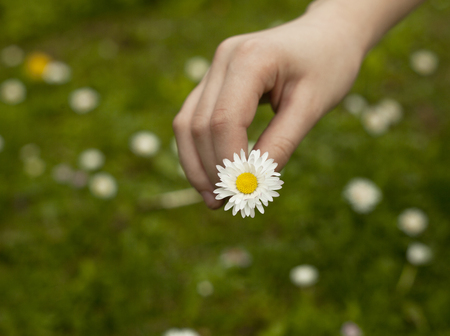 Children hand holding beautiful white daisy on the green field background.の写真素材