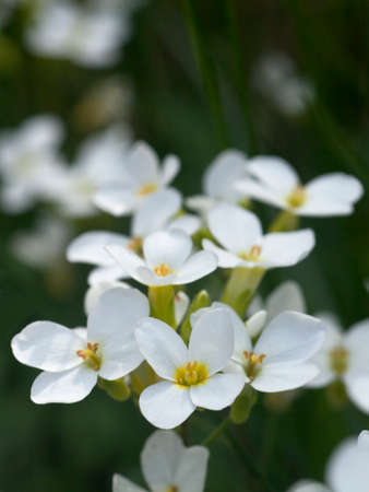 Spring background with white flowers and green grass.の写真素材