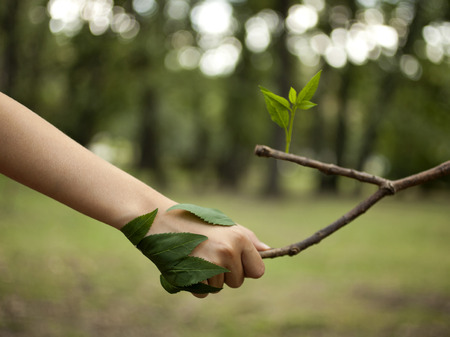 Environment concept. Handshake between human hand and tree.の写真素材