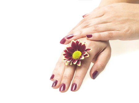 Beautiful hands with perfect nail manicure and red flower on a white backgroundの写真素材