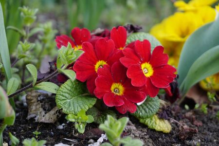 Street-side red flowerの写真素材