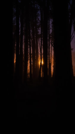 Dark forest is illuminated by the last rays of the sunsetの写真素材