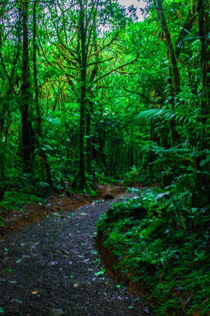 Close up in the rainforest of Costa Rica