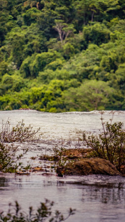 Close up in the rainforest of Costa Ricaの写真素材