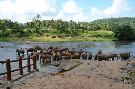 Elephants bathing in Sri Lankaの写真素材