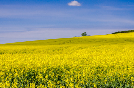 Blooming yellow flowers on the field against the blue sky