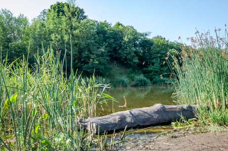 On the shore of the lake in a park in Lviv Znesinnya Kaiserwald forest is a log of a fallen tree and sides grow algae and reedsのeditorial素材