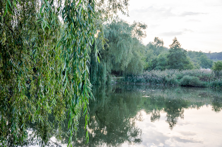 Quiet forest lake with algae surrounded by trees, bushes and reedsの写真素材