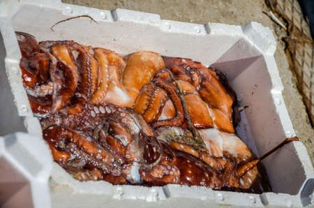 The fish market of the port of Fiumicino where fishermen sell freshly caught fish, octopus, shrimp, malyusks, oystersの写真素材