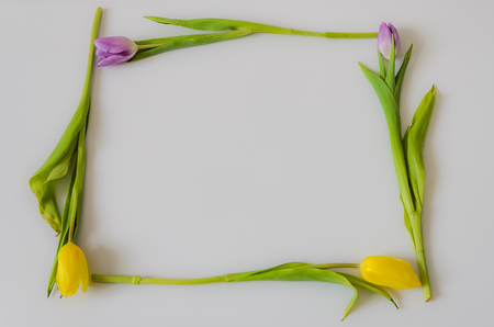 Frame for lettering of flowers of colorful tulips on a white backgroundの写真素材