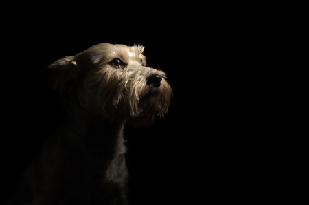 Yorkshire terrier dogs on a dark backgroundの写真素材
