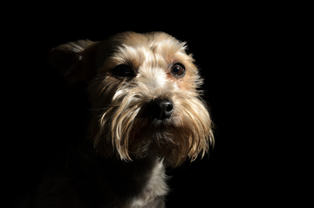 Yorkshire terrier dogs on a dark backgroundの写真素材