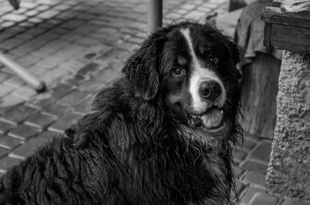 Rain-soaked Berner Sennenhund dog during a walk on the streetの写真素材