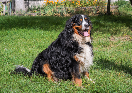 A dog of the Berner Sennenhund breed during a walk on the street