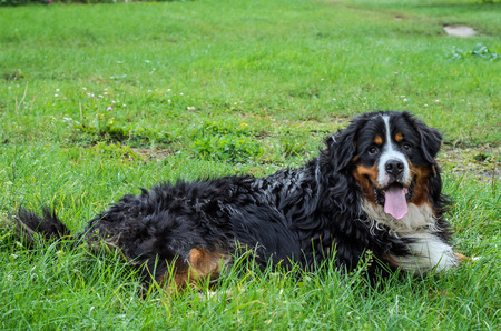 A dog of the Berner Sennenhund breed during a walk on the streetの写真素材