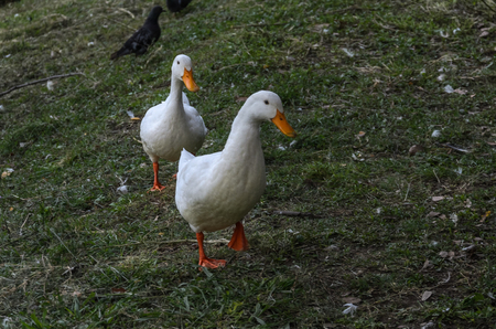 White ducks walk on the grassの写真素材