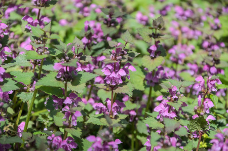 Blooming nettle with blue flowers