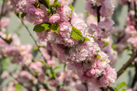 Sakura branches with blooming flowers in springの写真素材