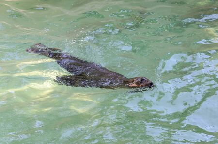 Fur seal swims in the waterの写真素材