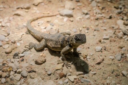 Lizard hunts in the wildの写真素材