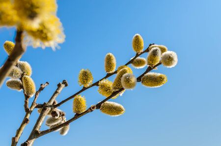 Willow fluffy buds bloomed in springの写真素材