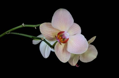 Black orchid flowers isolated on black backgroundの写真素材