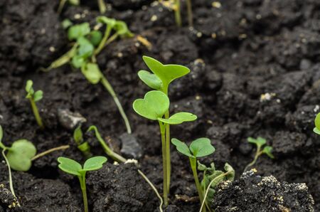Young arugula sprouts in the groundの写真素材