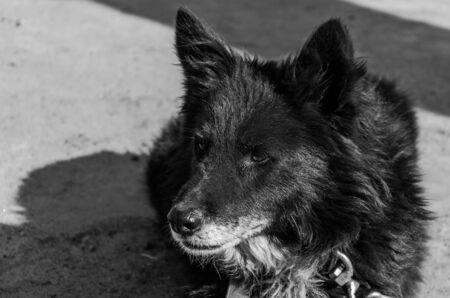 Big black dog tied on a chainの写真素材