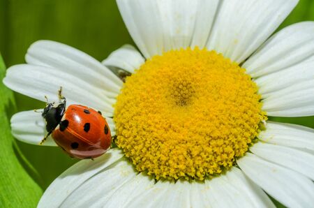 Ladybug crawls on a camomile flowerの写真素材