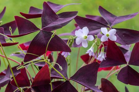 Purple blooming decorative flower with flowers bluebellsの写真素材
