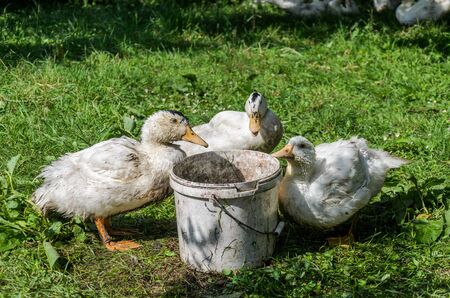 Ducks walk around a home farmの写真素材