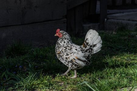 Hens and roosters walk in the yard on the farmの写真素材