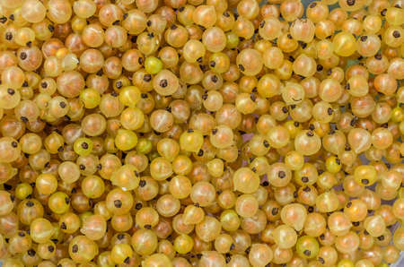 Harvested currant berries in a bucket