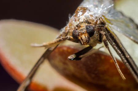 Macro shot of an insect on a leaf of a plantの写真素材