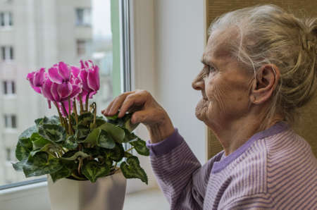 An elderly woman cares for a home flower in a pot on a windowsill near the window