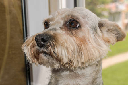 Head of a cute Yorkshire Terrier dog