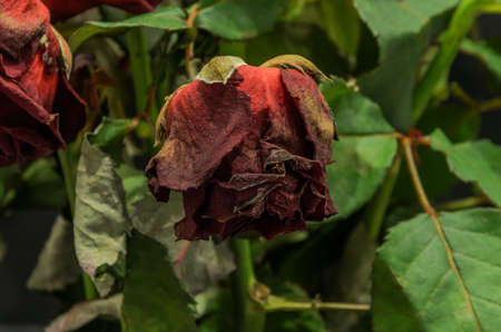 Withered dried flowers of red rose isolated on black backgroundの写真素材